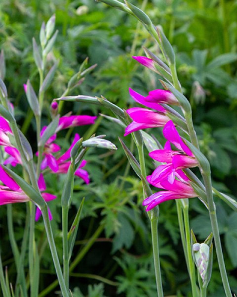 Gladiolus byzantinus7